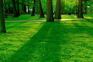 Best Wallpapers For Iphone 5c Green