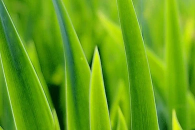 Green Grass iPhone 4s Wallpapers Download