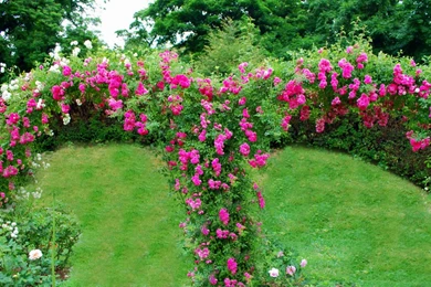 Pink roses garden hd wallpaper 332593.jpg