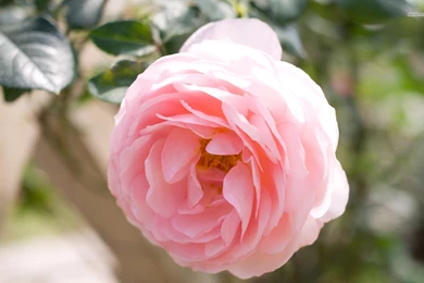 Pink Rose Wallpapers   Flower Wallpapers