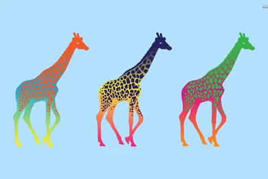 Giraffe Wallpapers