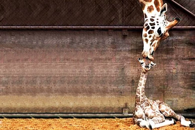 Cake Correspondence: Cute Widdle Giraffes!