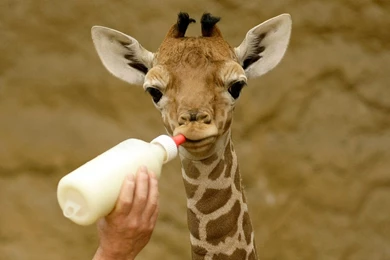 Cute Baby Giraffe   Wallpaper.