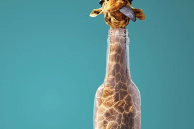 Funny Giraffe HD Wallpapers   Wallset