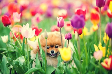 Desktop Wallpapers W026