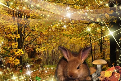 Fall Funny Sparkle Bright >> HD Wallpaper, Get It Now!