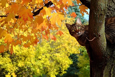 Funny Autumn Cat Hd Wallpapers   Gallsource.com