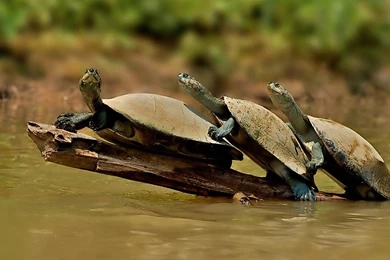 A Family Of Turtles In The Water   Funny HD Wallpapers