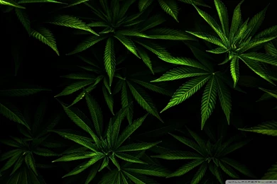 Trippy Weed Desktop Backgrounds HD 1920x1080