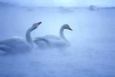 Beautiful Birds Wallpapers HD Pictures