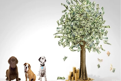 How To Win The Most Money On Free Online Bingo – PlayerForever.com