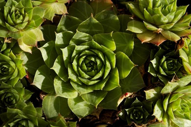 Flower Of Life In Nature Wallpapers 256022