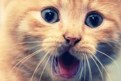 30 Lovable Animal Iphone 5 Wallpapers