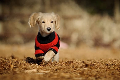 Cute Dog Hd Wdescreen Desktop Wallpapers Wallpapers At GetHDPic.com