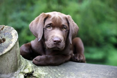 Black Dog Cute Hd Widescreen Desktop Wallpapers Wallpapers At ...