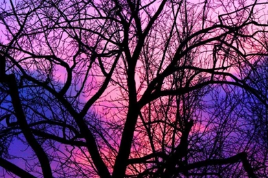 Cotton Candy Clouds Wallpapers   (