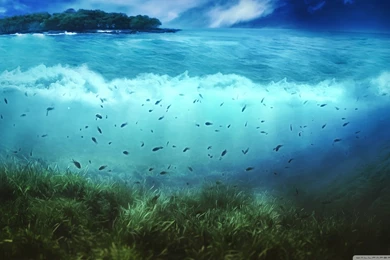 Aquatic Life HD Desktop Wallpapers : High Definition : Fullscreen ...