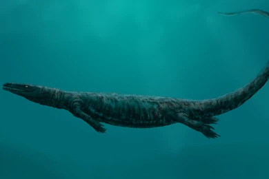 Wallpapers The Life Aquatic Dinosaurs Wallnest 1920x1080