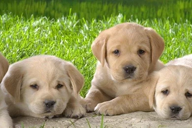 Pics Photos Cute Little Puppies Hd Desktop Mobile Wallpapers   Resimkoy