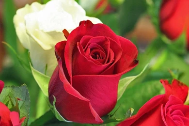 Free Flower Wallpaper Download For Mobile1.jpg