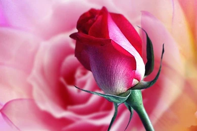 Rose Flower Wallpaper Free Download 850x640.jpg