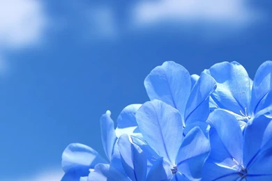 All Flower Wallpapers Download HD Wallpapers Desktop Wallpapers ...