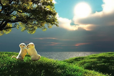 Download Nature Wallpapers Free