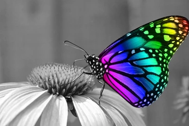 1920x1080 Rainbow Butterfly Desktop PC And Mac Wallpapers