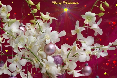 Cards Wallpapers — Free Full HD Wallpaper. Widescreen HQ Desktop ...