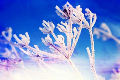 Winter Fantasy Wallpapers