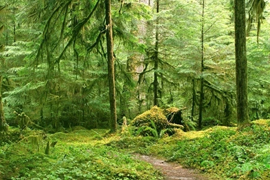 Free Wallpapers   Free Nature Wallpapers   Forest Landscape ...