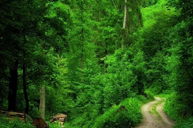 Forest Wallpapers   Animated Desktop Wallpapers