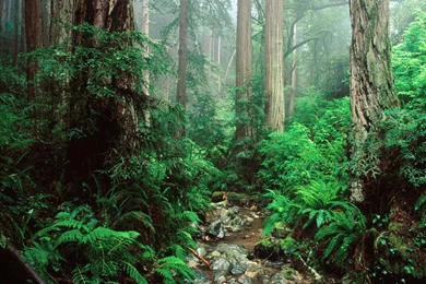 Redwoods Forest Mount Free Desktop Backgrounds   Free Wallpapers Image