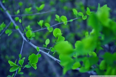 Fresh Leaves All Over HD Desktop Wallpapers : Widescreen : High ...