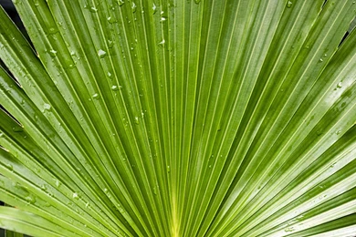 Green Water Drop Plants Palm Leaves Wallpapers