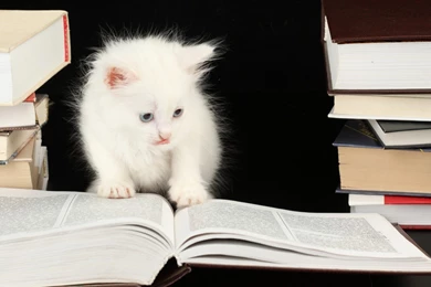 Cute White Kittens, Funny, Books, Humor, Eyes, 1920x1080 HD ...
