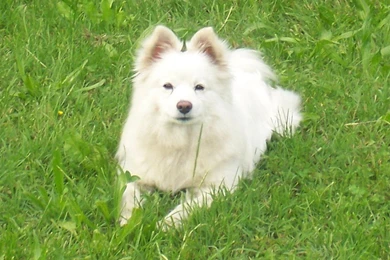 Volpino   All Small Dogs Wallpapers (15280359)   Fanpop