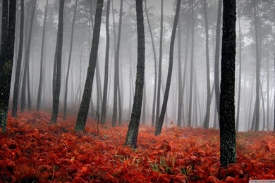 Bloody Forest HD Desktop Wallpapers : Widescreen : High Definition ...