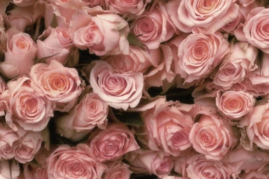 Pink Roses Desktop