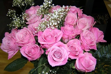 Pink Rose Wallpapers HD Pictures