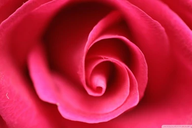 Close Up Pink Rose HD Desktop Wallpapers : Widescreen : High ...