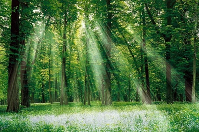 Jestingstock.com Beautiful Forest Wallpapers Hd