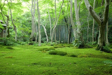Beautiful Green Forest   (