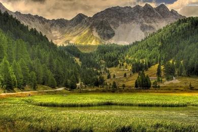 Beautiful Green Forest In The Summer Wallpapers