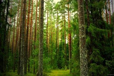 Pine Tree Wallpapers