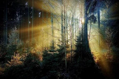 Beautiful Forest Wallpapers   Wallpapers HD Fine