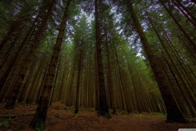 Twilight Forest, Beautiful, 2560x1440 HD Wallpapers And FREE Stock ...