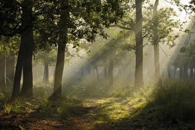 Beautiful Forest Wallpapers