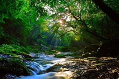 Beautiful Sunlight At Forest HD Desktop Wallpapers : High ...