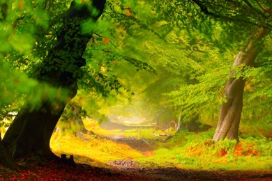 Beautiful Forest   (